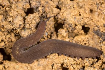 Media type: image;   Invertebrate Zoology 143930